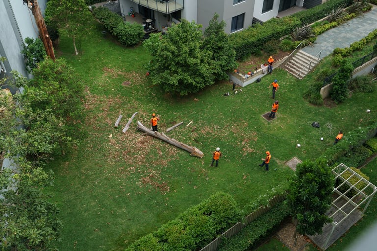 Arborists working in garden